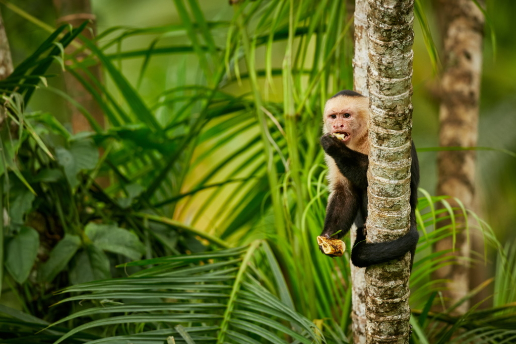 One dollar invested in rainforests saves 5.4 dollars spent on other climate protection measures One dollar invested in rainforests saves 5.4 dollars spent on other climate protection measures